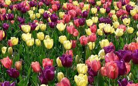 Howard Newsletter May 2, 2019