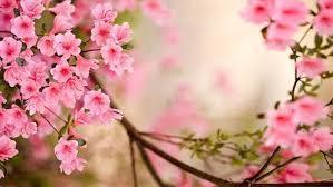 Howard Newsletter May 9, 2019
